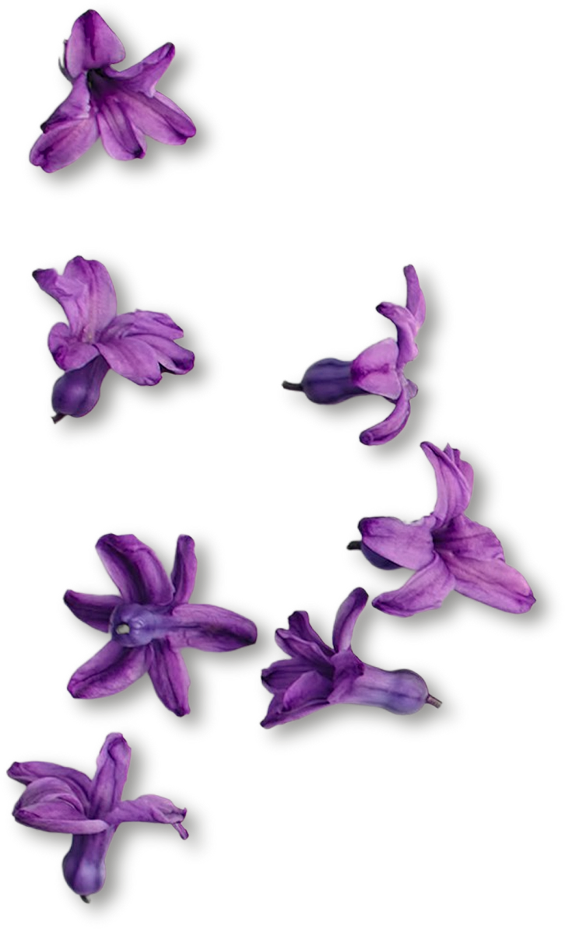 Isolated Purple Flowers